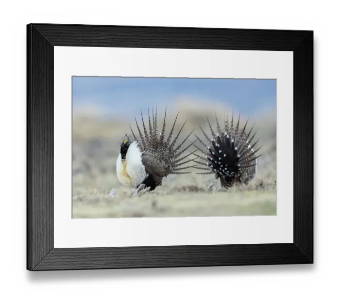 Framed Print : Greater sage grouse, spring courtship display on the lek, Colorado, USA Framed Print : Greater sage grouse, spring courtship display on the lek, Colorado, USA