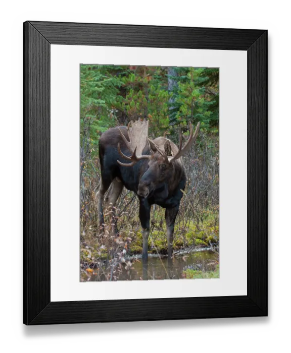 Framed Print : Shiras bull moose Framed Print : Shiras bull moose