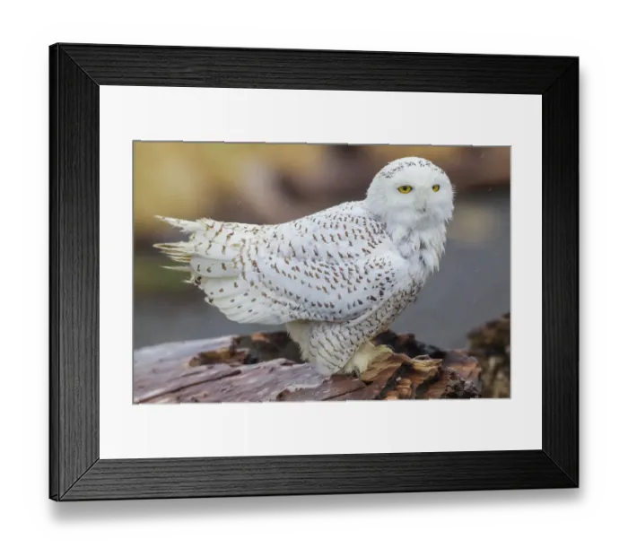 Framed Print : USA, Washington State. Damon Point, snowy owl, winter rain Framed Print : USA, Washington State. Damon Point, snowy owl, winter rain