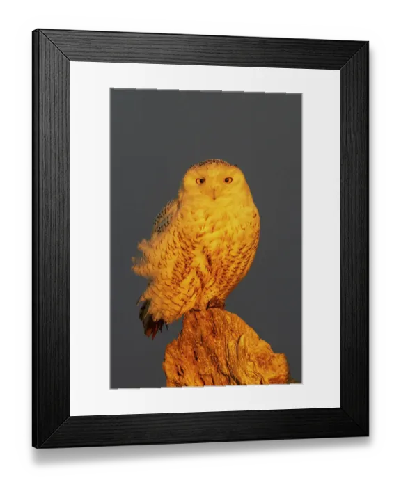 Framed Print : USA, Washington State. Damon Point, snowy owl, winter sunlight