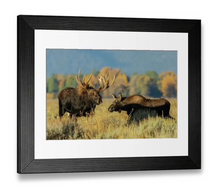 Framed Print : Shiras bull moose encounters a calf moose in autumn light, USA. Wyoming Framed Print : Shiras bull moose encounters a calf moose in autumn light, USA. Wyoming