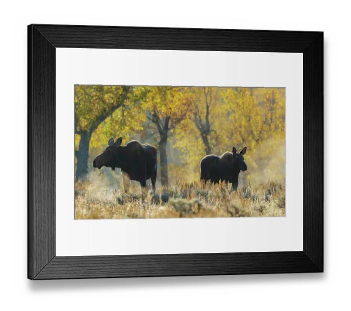 Framed Print : Shiras moose cow with her calf in autumn light, USA. Wyoming