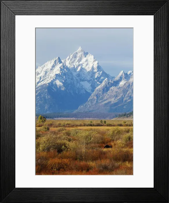Framed Print : Grand Tetons and moose