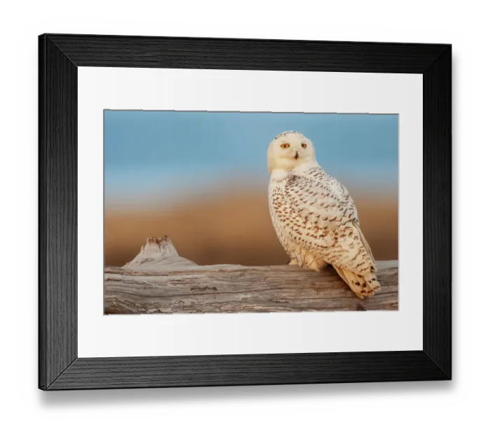 Framed Print : USA, Washington State. Damon Point, snowy owl, last light