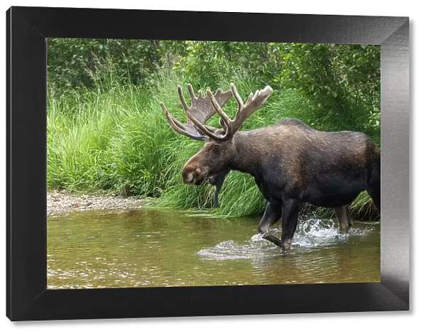 Shiras bull moose, crossing stream