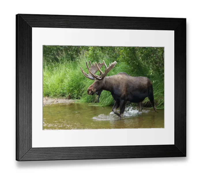 Framed Print : Shiras bull moose, crossing stream Framed Print : Shiras bull moose, crossing stream