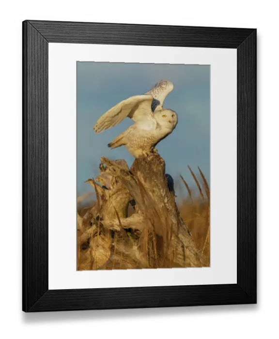 Framed Print : USA, Washington State. Damon Point, snowy owl flying Framed Print : USA, Washington State. Damon Point, snowy owl flying
