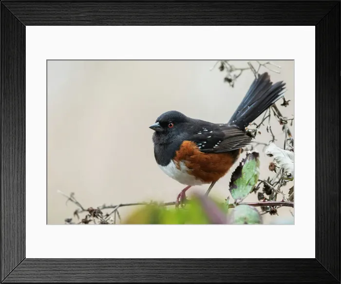 Framed Print : Canada, British Columbia, Boundary Bay, rufous-sided towhee