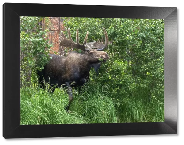 Bull moose, velvet antlers