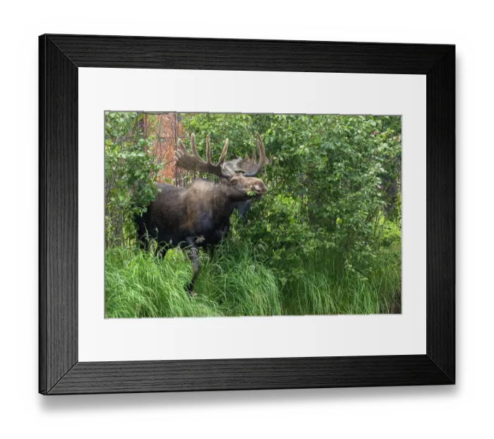 Framed Print : Bull moose, velvet antlers Framed Print : Bull moose, velvet antlers