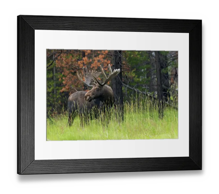 Framed Print : Bull moose, velvet antlers Framed Print : Bull moose, velvet antlers