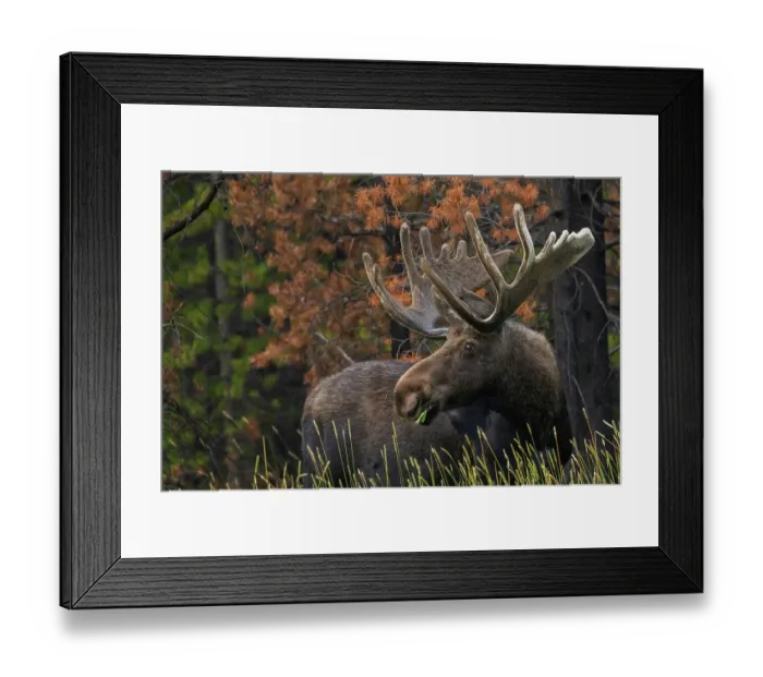 Framed Print : Shiras bull moose, foraging Framed Print : Shiras bull moose, foraging
