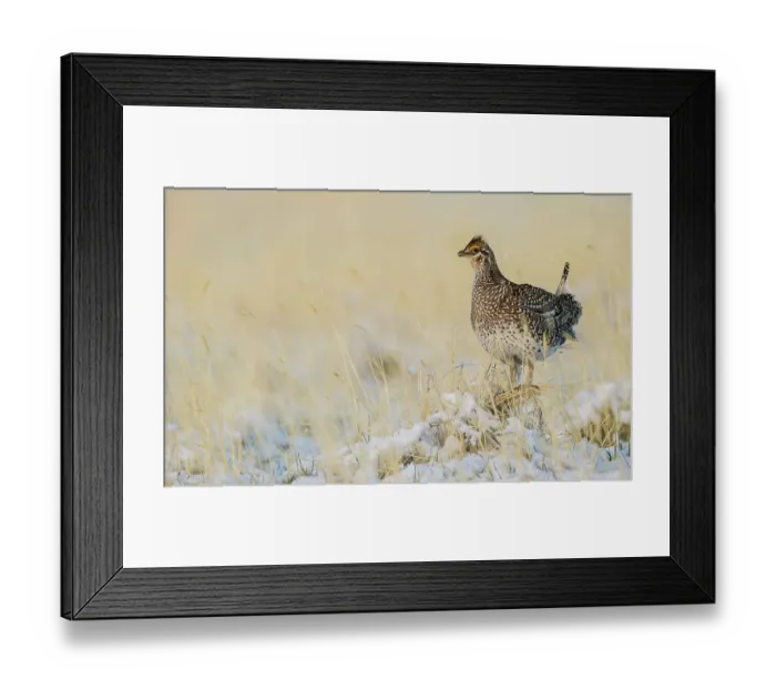 Framed Print : Sharp-tailed grouse, vantage point