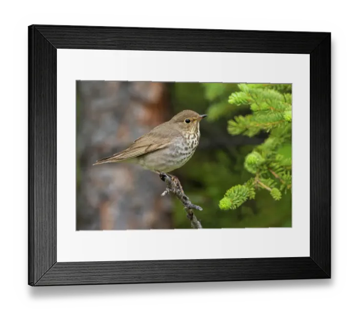 Framed Print : Swainson's thrush Framed Print : Swainson's thrush
