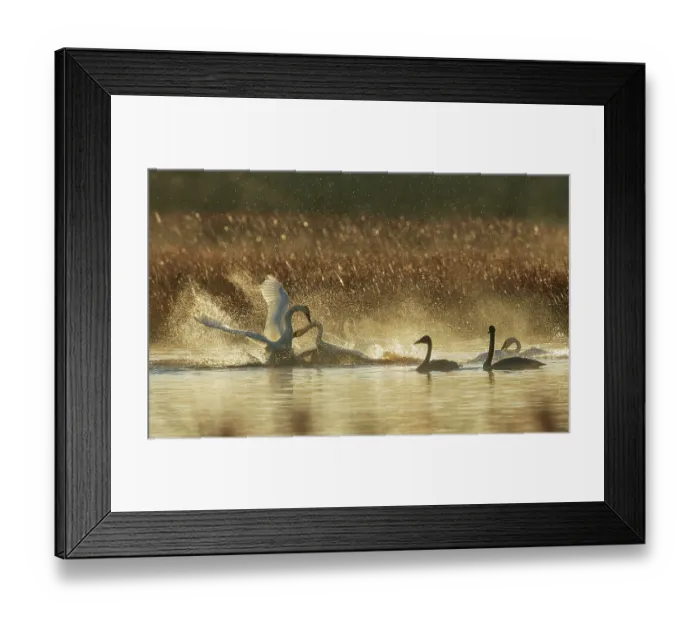 Framed Print : USA, Oregon, Malheur National Wildlife Refuge, trumpeter swans, territory dispute Framed Print : USA, Oregon, Malheur National Wildlife Refuge, trumpeter swans, territory dispute