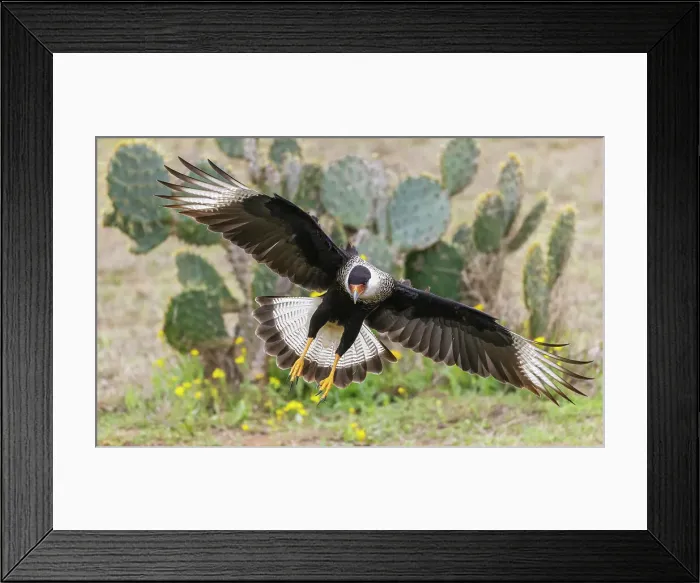 Framed Print : USA, South Texas. Laguna Seca, crested caracara alighting
