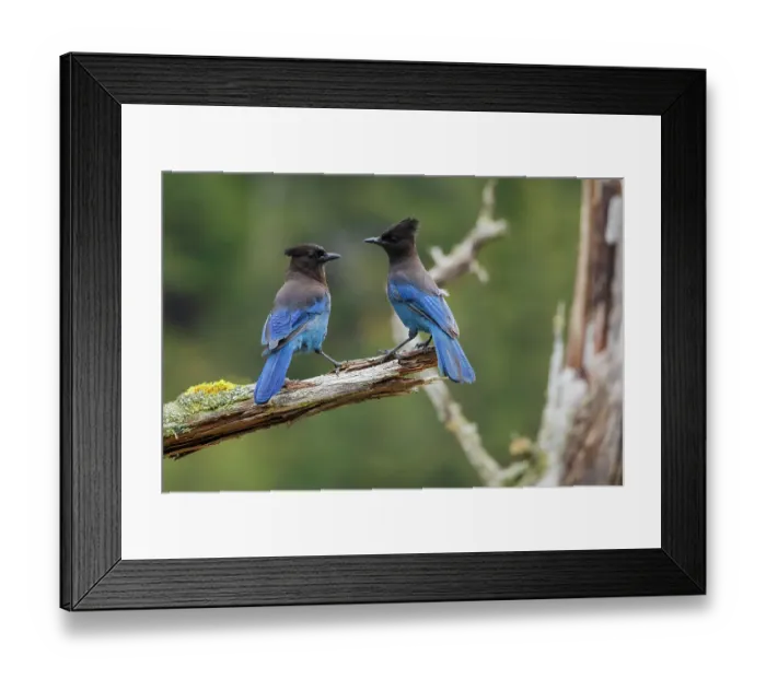 Framed Print : Steller's jay pair Framed Print : Steller's jay pair
