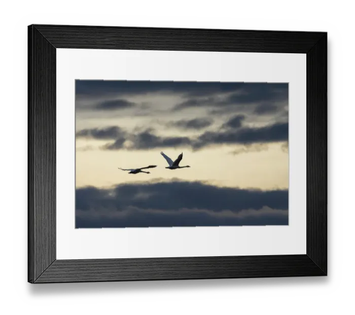 Framed Print : USA, Washington State. Skagit Valley, tundra swans flying, winter storm clouds Framed Print : USA, Washington State. Skagit Valley, tundra swans flying, winter storm clouds