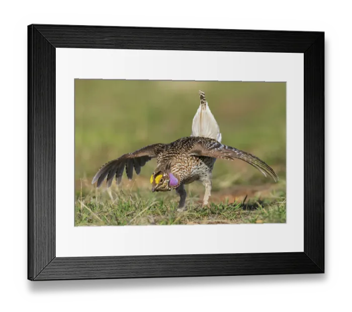 Framed Print : Columbia sharp-tailed grouse courtship display, western prairie, Colorado, USA Framed Print : Columbia sharp-tailed grouse courtship display, western prairie, Colorado, USA