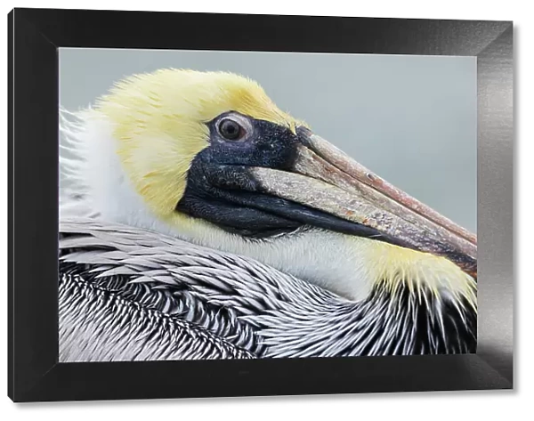 USA, South Texas. Brown pelican, close-up of youngster