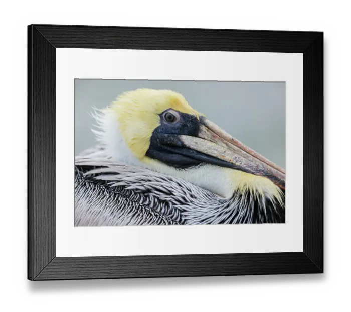 Framed Print : USA, South Texas. Brown pelican, close-up of youngster