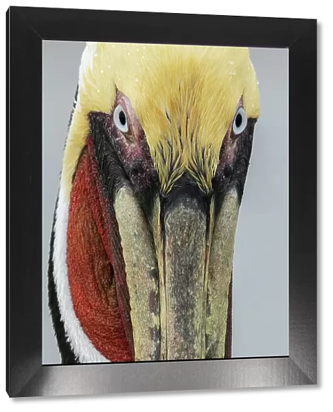 USA, South Texas. Aranas National Wildlife refuge, brown pelican