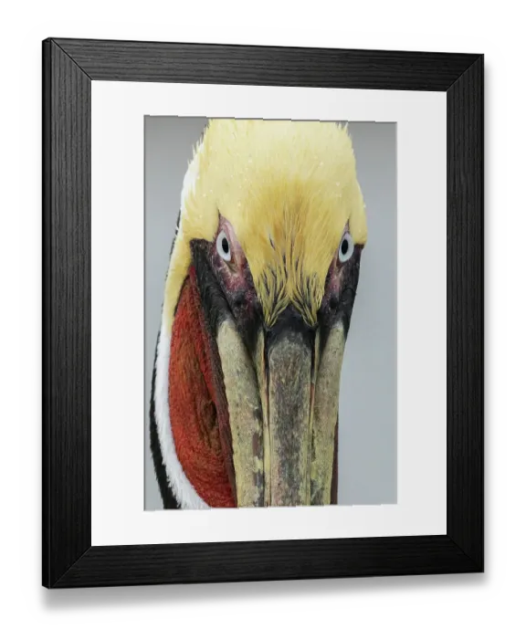 Framed Print : USA, South Texas. Aranas National Wildlife refuge, brown pelican Framed Print : USA, South Texas. Aranas National Wildlife refuge, brown pelican