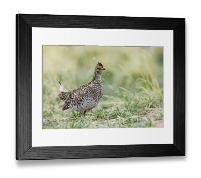 Framed Print : Sharp-tailed grouse