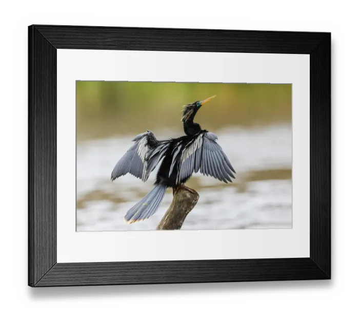 Framed Print : USA, South Texas. National Wildlife Refuge, anhinga (male) drying wings Framed Print : USA, South Texas. National Wildlife Refuge, anhinga (male) drying wings