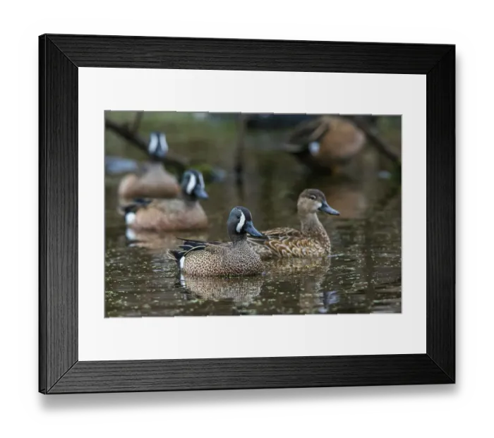 Framed Print : USA, South Texas. Aranas National Wildlife Refuge, blue-winged teal ducks Framed Print : USA, South Texas. Aranas National Wildlife Refuge, blue-winged teal ducks