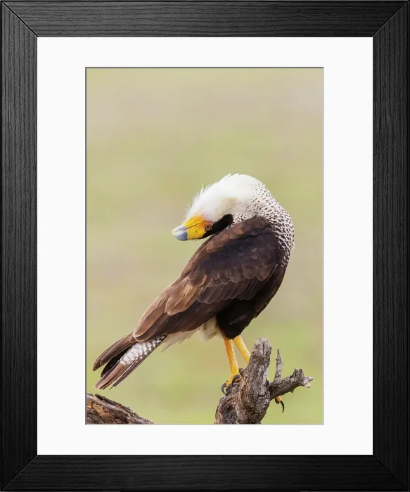 Framed Print : USA, South Texas. Laguna Seca, crested caracara display Framed Print : USA, South Texas. Laguna Seca, crested caracara display