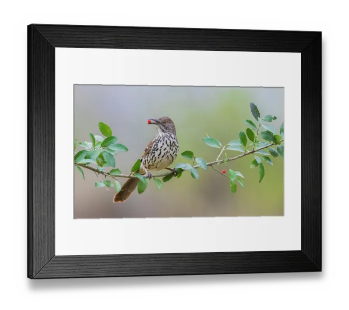 Framed Print : USA, South Texas. Long-billed thrasher with berry Framed Print : USA, South Texas. Long-billed thrasher with berry