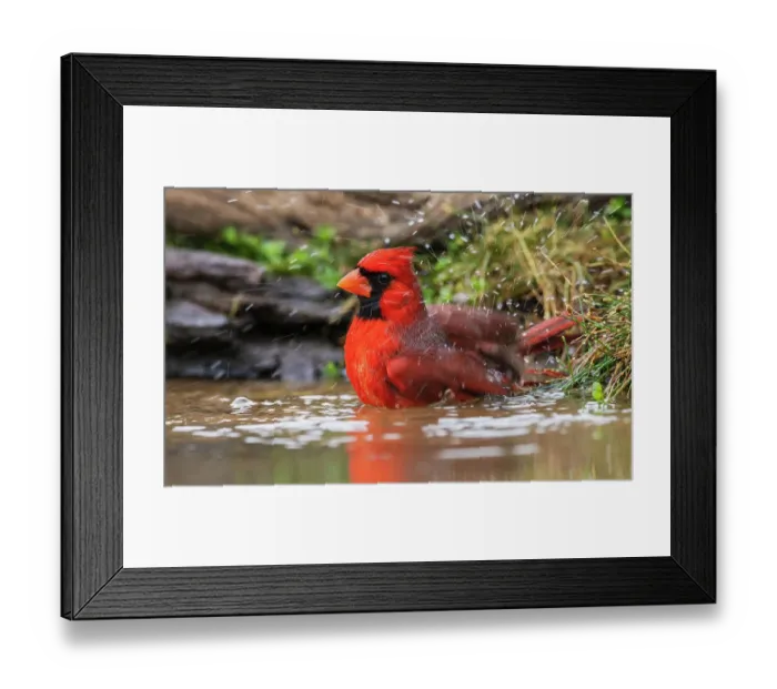Framed Print : USA, South Texas. Northern cardinal bathing