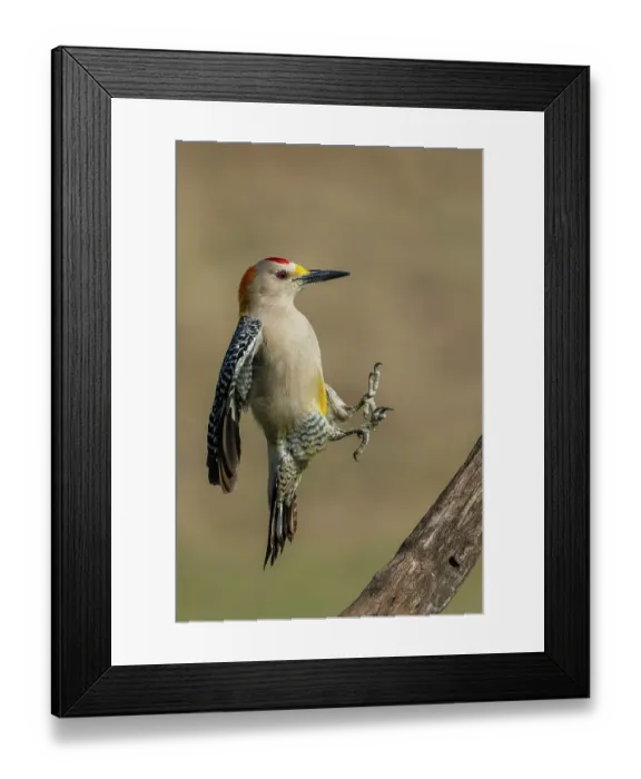 Framed Print : USA, South Texas. Laguna Seca Ranch, golden-fronted woodpecker alighting Framed Print : USA, South Texas. Laguna Seca Ranch, golden-fronted woodpecker alighting