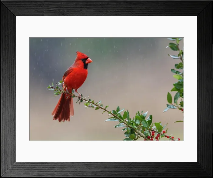 Framed Print : USA, South Texas. Northern cardinal getting a shower Framed Print : USA, South Texas. Northern cardinal getting a shower