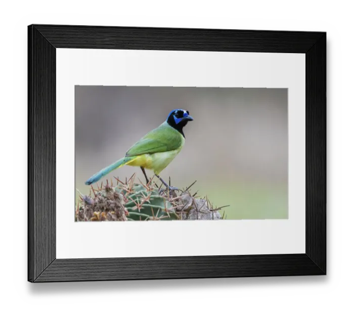 Framed Print : USA, South Texas. Green jay