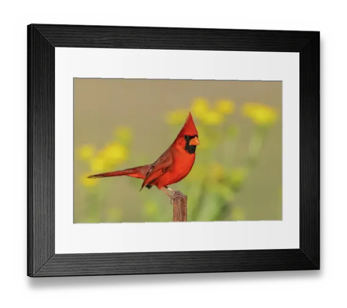 Framed Print : USA, South Texas. Northern cardinal Framed Print : USA, South Texas. Northern cardinal