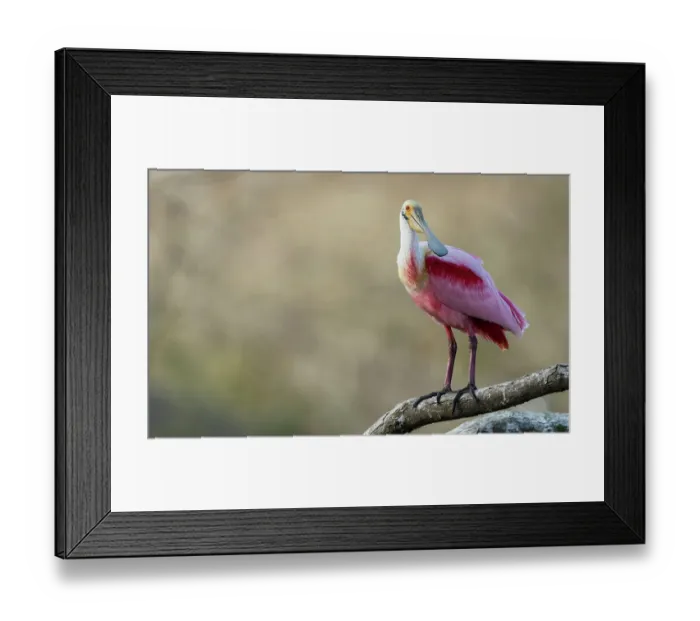 Framed Print : USA, South Texas. Roseate spoonbill