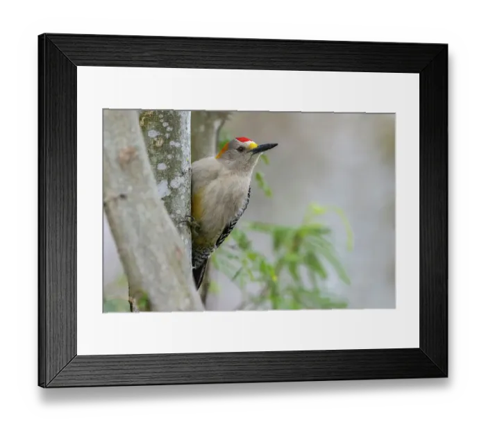 Framed Print : USA, South Texas. Golden-fronted woodpecker