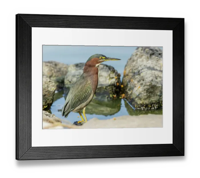 Framed Print : USA, South Texas. Green-backed heron hunting Framed Print : USA, South Texas. Green-backed heron hunting