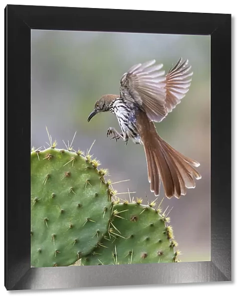 USA, South Texas. Long-billed thrasher alighting on cactus