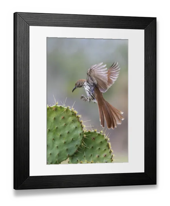 Framed Print : USA, South Texas. Long-billed thrasher alighting on cactus Framed Print : USA, South Texas. Long-billed thrasher alighting on cactus