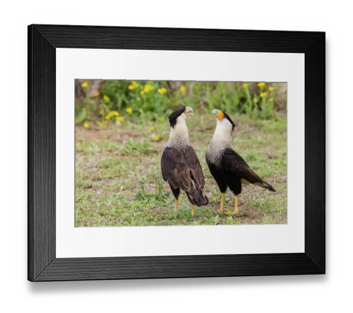 Framed Print : USA, South Texas. Laguna Seca, crested caracara pair Framed Print : USA, South Texas. Laguna Seca, crested caracara pair