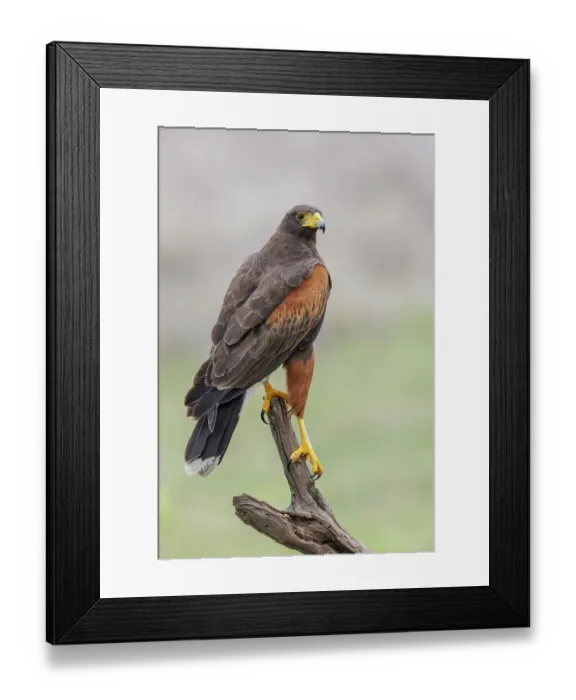 Framed Print : USA, South Texas. Laguna Seca, Harris's hawk
