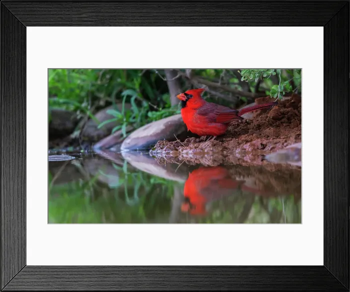 Framed Print : USA, South Texas. Northern cardinal getting a drink Framed Print : USA, South Texas. Northern cardinal getting a drink
