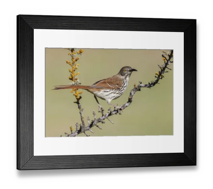 Framed Print : USA, South Texas. Long-billed thrasher Framed Print : USA, South Texas. Long-billed thrasher