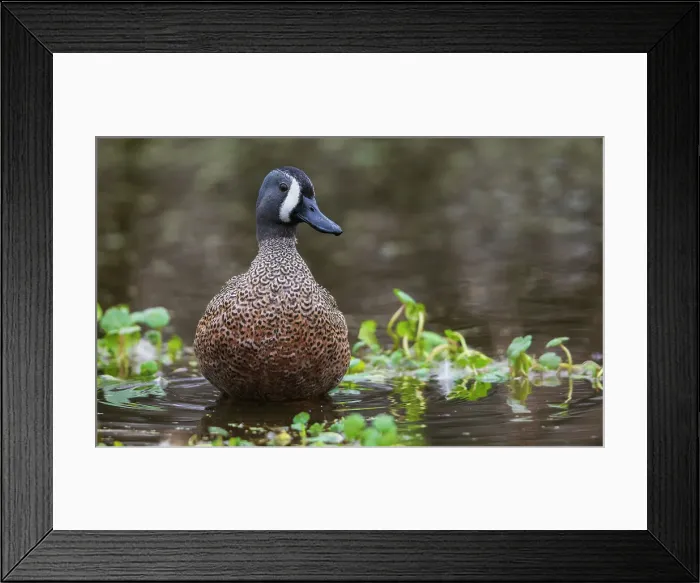 Framed Print : USA, South Texas. Aranas National Wildlife Refuge, blue-winged teal drake Framed Print : USA, South Texas. Aranas National Wildlife Refuge, blue-winged teal drake