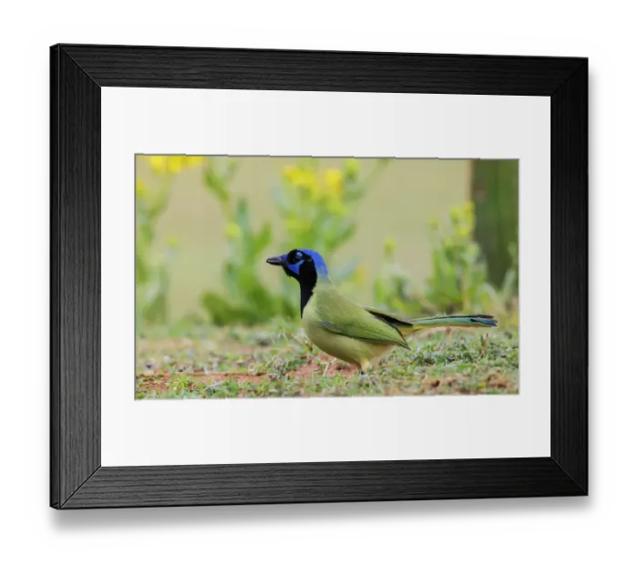 Framed Print : USA, South Texas. Laguna Seca, green jay Framed Print : USA, South Texas. Laguna Seca, green jay