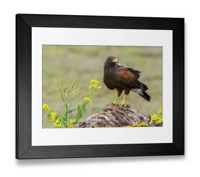 Framed Print : USA, South Texas. Laguna Seca, Harris's hawk Framed Print : USA, South Texas. Laguna Seca, Harris's hawk