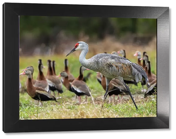 USA, South Texas. Sandhill crane (lesser) and black-bellied whistling ducks